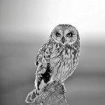 340 - WAITING FOR DUSK - CALVERT CARRIE - united kingdom <div